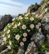 ՄԱՍՐԵ ԾԱՂԻԿ